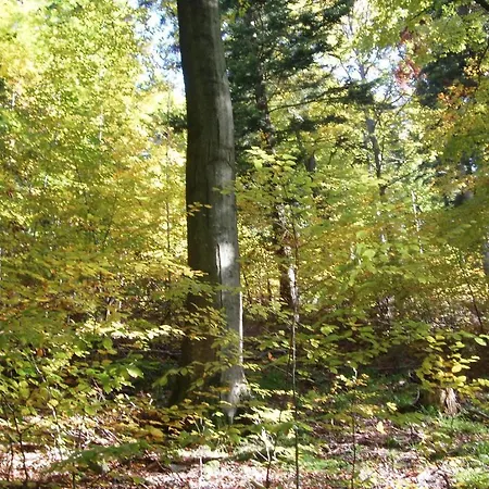 Landgasthof Gruner Baum Reichental Gernsbach